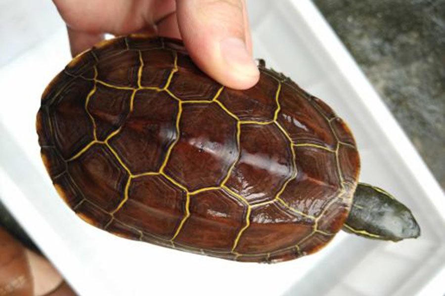 错甲的乌龟还能养吗？看完这些你就明白了