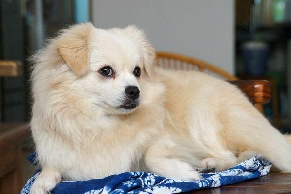 狗狗并不是越纯越好，串串狗有这5大“优势”，要比纯种犬好多了