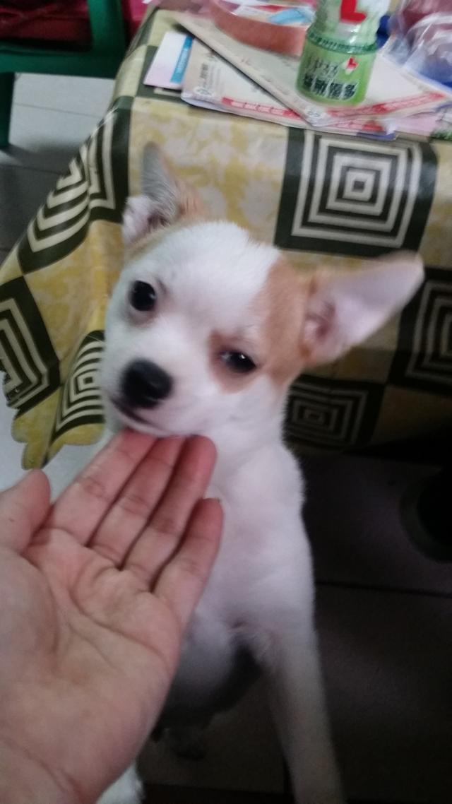 吉娃娃被奶奶养成柯基，狗狗每天三餐加夜宵，网友：简直是迷你猪