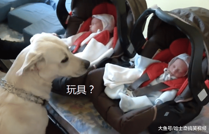 女宠主生了双胞胎回来，结果狗子纳闷了，出去几天就买了这？