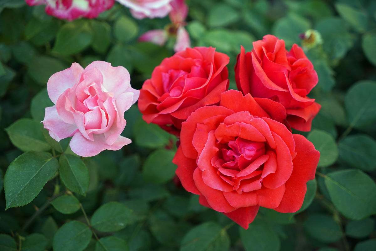 下面为大家介绍一下月季盆栽的经验