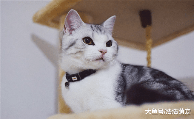 养猫后，宠主还有自由吗？网友说出实情后，你还要养吗？