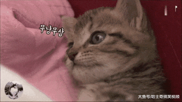 狗妈丢下自己孩子，捡了一窝奶猫喂养，原来是在保护小奶狗