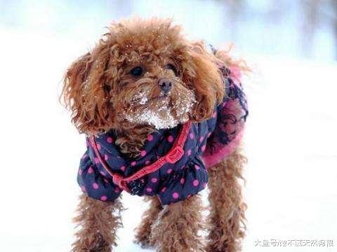 冬季养泰迪犬, 5个错误方式很常见, 你错几个?