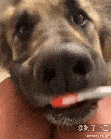 史上最可爱踢瓶盖挑战选手出现了