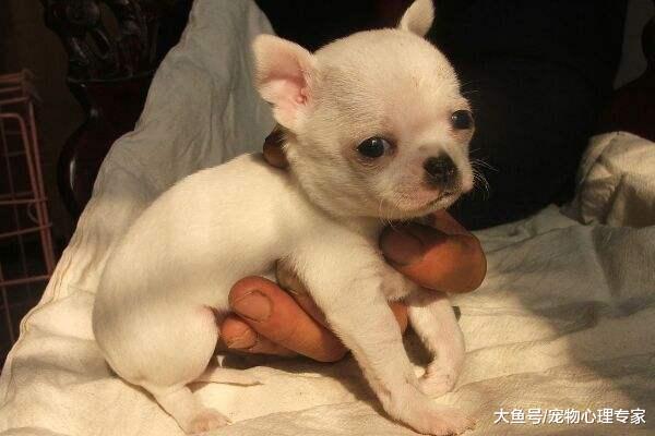 適合老年人養的狗狗，除了體型不能太大，性格溫順更重要