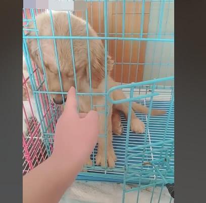 金毛被主人关进笼子, 狗妈心疼给它喂食, 最后又亲手把它送进笼里
