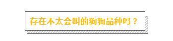 想养一只不太会叫的狗, 请问有什么推荐?