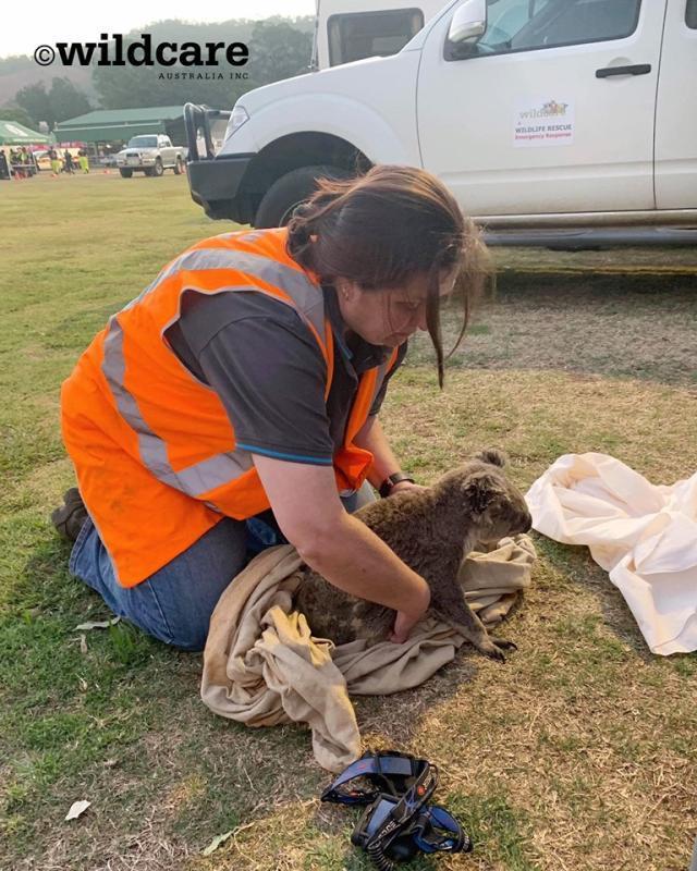 面对山火，考拉妈妈紧抱孩子大面积烧伤不放手……感动！