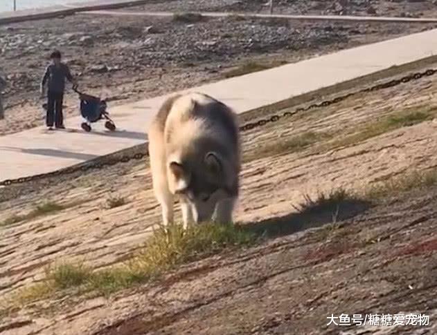 阿拉犯错被主人打, 没想到它还发脾气了, 狗: 铲屎的, 我要绝食!