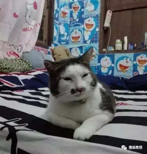 一看這些貓的發型，就知道它們的媽媽不是一般的Tony老師