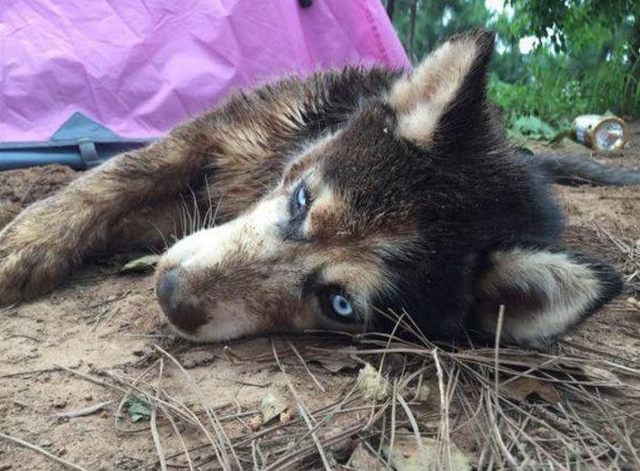 男子将二哈送回农村，没想到几天之后全村都知道了!