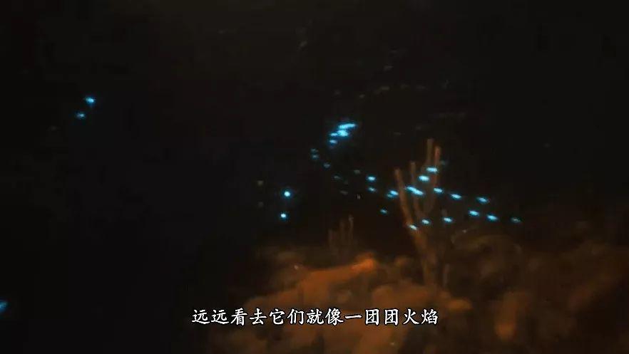 小型海鱼突然喷火反杀天敌，这次谁还敢打它的主意？