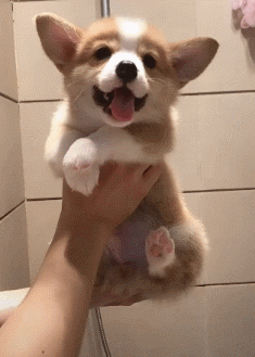 街景车在拍摄的时候，有一只想红的狗子锲而不舍的跟着