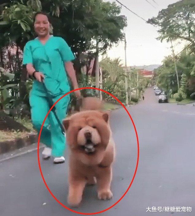 偶遇一位女子“遛熊”，结果却是一只蠢萌松狮，网友：真是狗熊呀