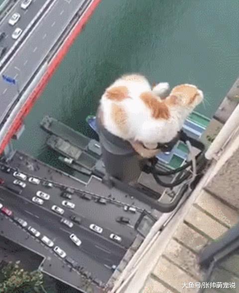 谁说猫咪胆子小？这猫35米楼外淡定抓痒，网友：艺高“猫”胆大