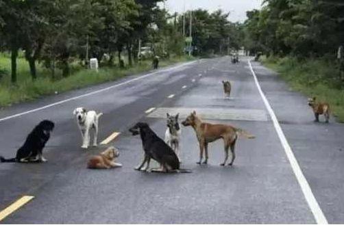 公路上围坐着一群流浪狗，司机怎么按喇叭都不离开，真相让人落泪