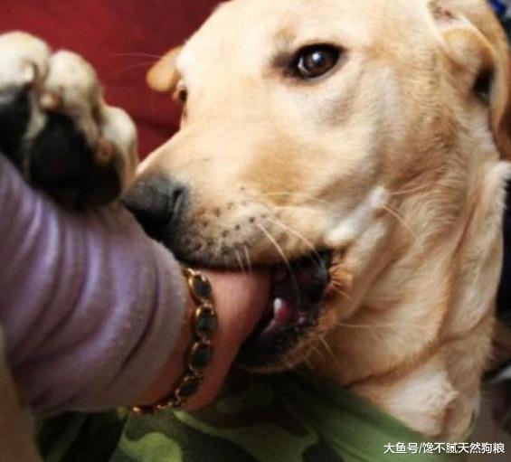 为什么狗这么忠诚，有时还会咬主人呢？其实原因有5个