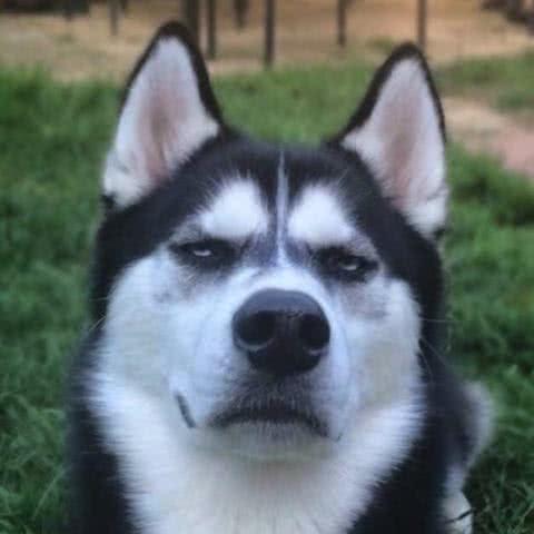 路边看到一只哈士奇，晒图问纯不纯，网友：绝对皇室血统