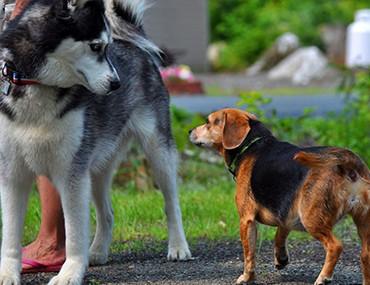 为什么狗狗总爱找更大的同类打架，这是胸有成竹？还是不知死活？