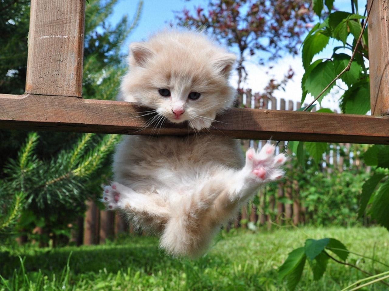 3.15打假！揭秘宠物行业不为人知的三大黑幕