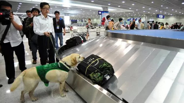 警犬10秒查出2个问题行李，游客怀疑它在骗奖励，警犬：我冤枉