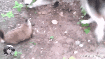 二哈为了抓土拨鼠，却在山上跟主人走丢，靠它叫声才找到的