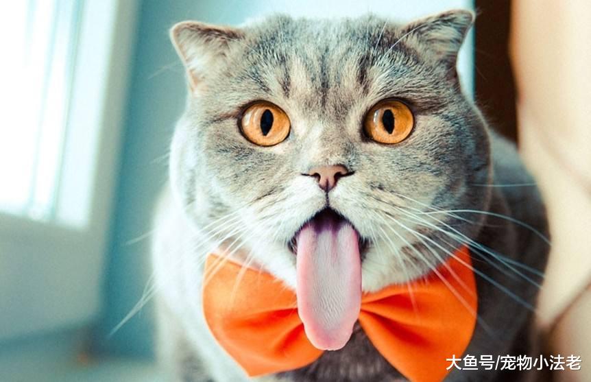 猫咪这6种举动，请不要忽视，这是它在发求救信号！