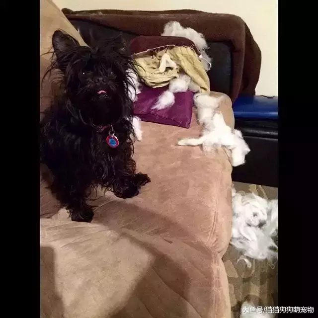 惡作劇的汪星人，看了以后你還想養狗嗎？