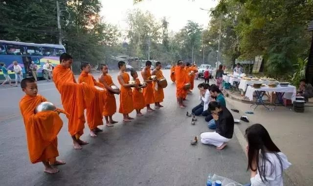 画面有点污，泰国一只奶牛猫，逮住寺院住持，狂吸他的奶！