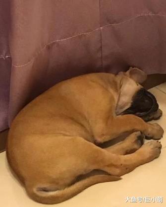 幼犬被遗弃路边，四肢布满烟头烫伤，幸得好新人领养不再继续流浪