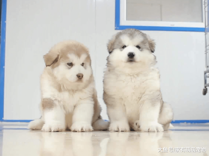 狗狗虽然不记仇, 但体罚也要有度, 否则会有这5个后果!