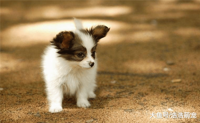 狗狗不能吃的6种食物, 吃完生病是轻的, 严重的甚至会丧命