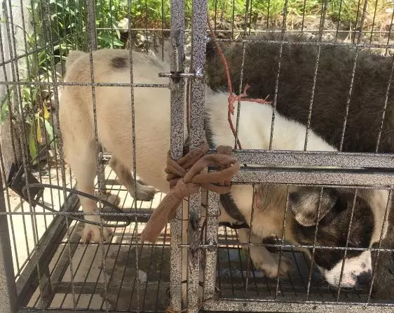 几十只名犬被关笼子里虐待，食盆里还有大便！狗的来源细思极恐