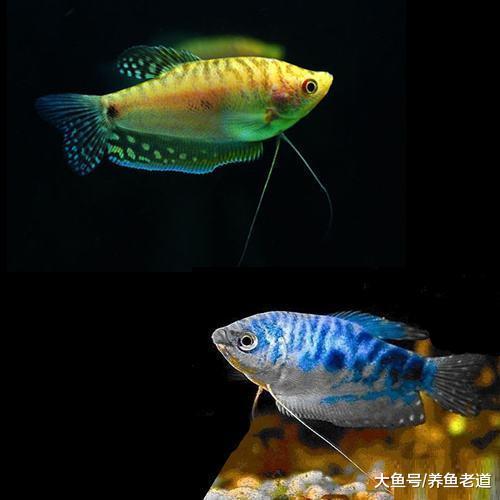 這種觀賞魚是魚缸蛋白蟲的克星，可以和中大型魚混養！