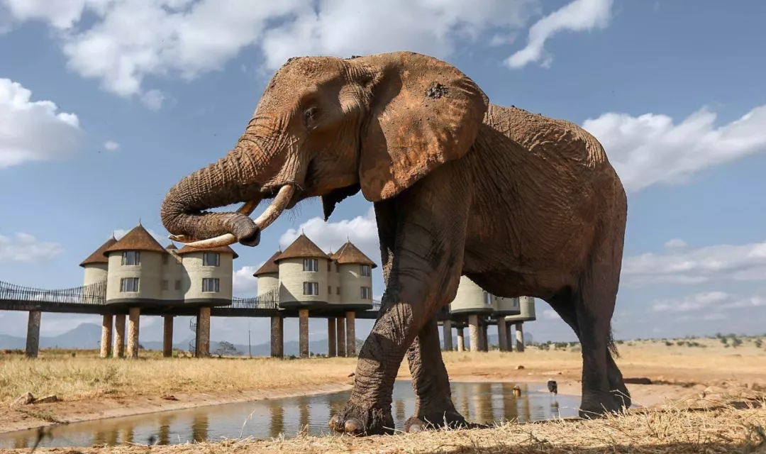 遭遇肯尼亚（一）跟着肖戈拍大象