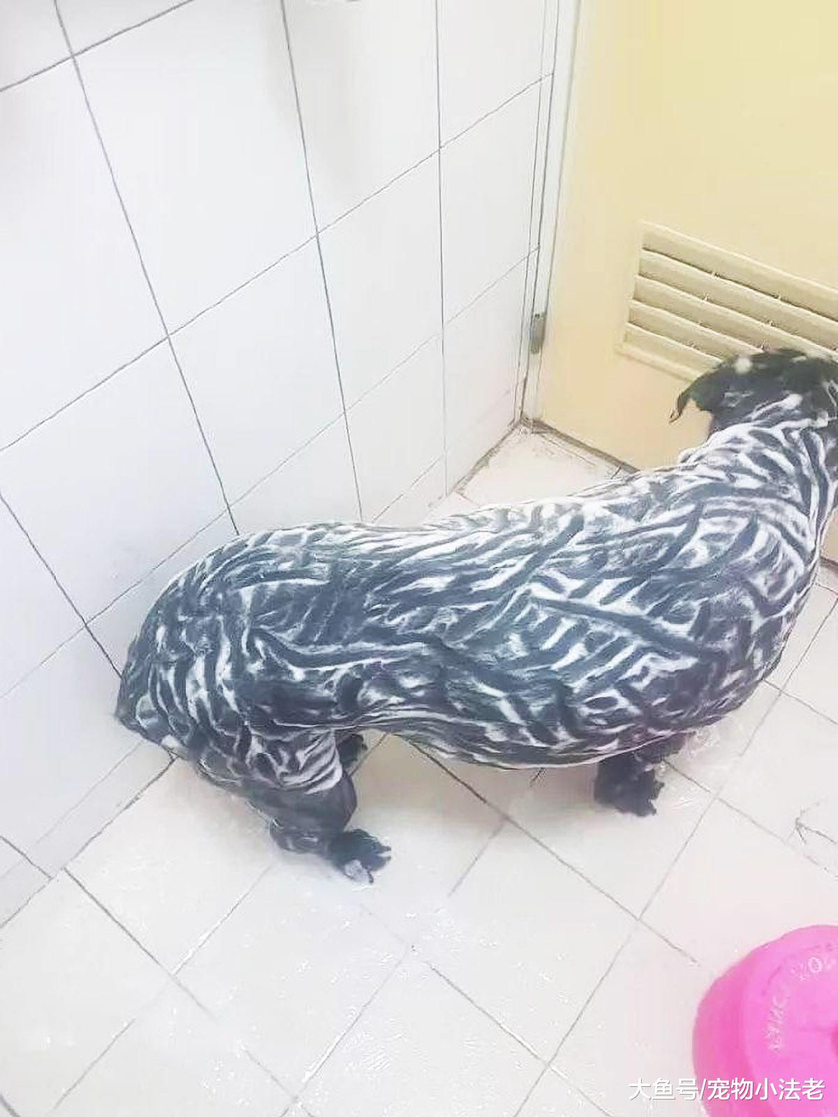 男子给大狗洗澡上瘾，1洗就是最少1个小时，网友：这是什么鬼！