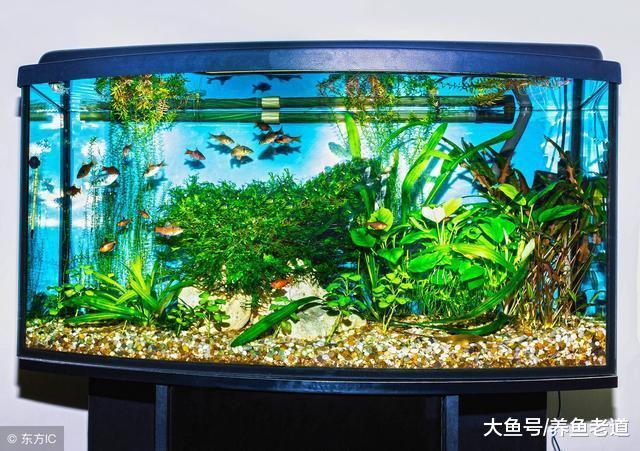 觀賞魚缸，擺放在家里的什么位置不容易死魚？