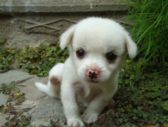 狗狗幼犬時期，4種東西不能少，鏟屎官千萬別吝嗇