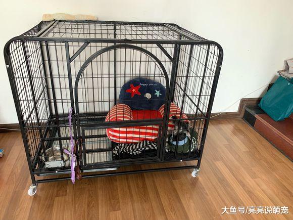 回家看到雪纳瑞后呆住了，究竟是怎么回事？网友：屎上跳舞