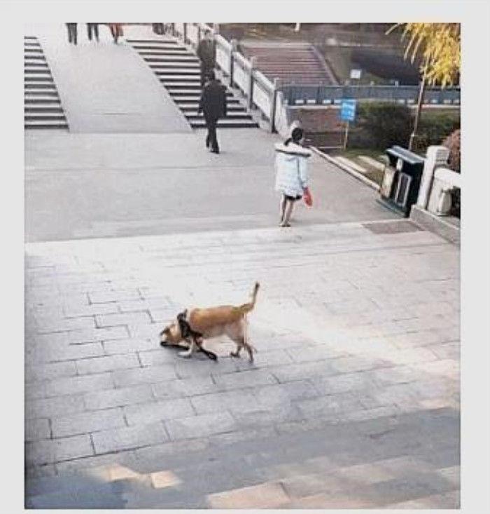 女主人生气扔掉了狗绳, 狗子很焦急, 叼起狗绳就追: 乖! 别生气