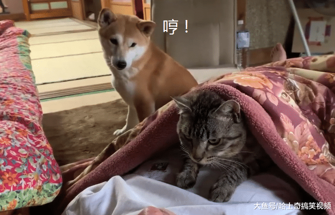 柴犬从小爱跟“爸爸”睡，主人养了猫咪后，结果它就悲剧了