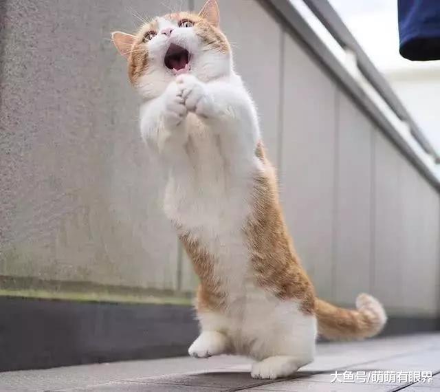 两只小短腿靠“唱歌”成了全网最红的喵，场面太萌根本招架不住！