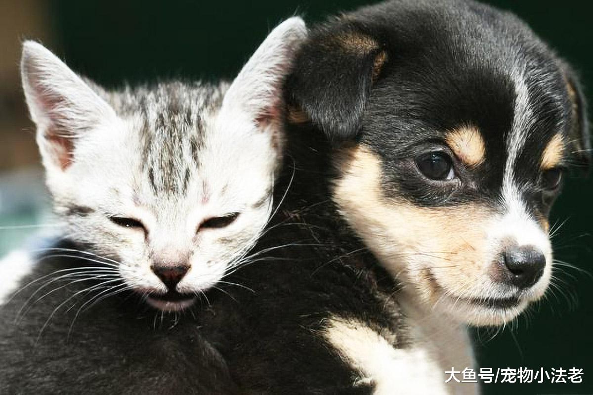 都说狗害怕猫，主要就是因为打不过它？其实是你被表象给误导了