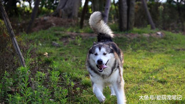 阿拉帮宠主卖西瓜，因营销方式特殊而走红，汪：为这个家付出太多