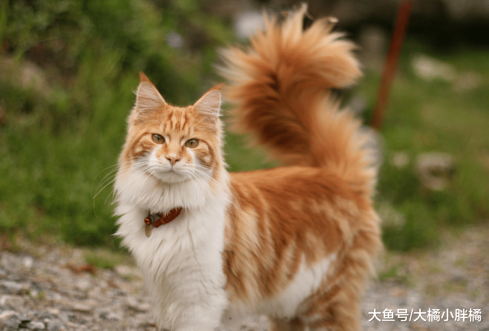 对陌生人容易亲近的5种猫咪，它们都是好脾气，有你家的猫咪吗？