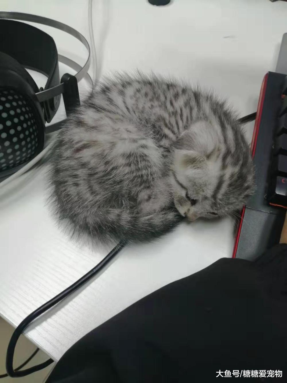 辦公室養了一只2個月大的小貓咪，總是在睡覺，主人：苦了我了！