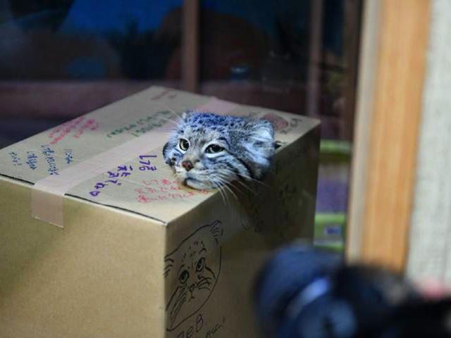 兔狲因遭错认而开课，苦心介绍自身猛兽真相，但仍被众人当成萌物