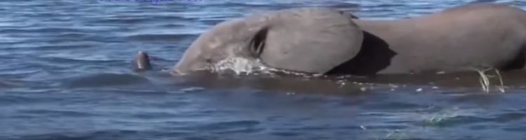 落单的小象遇上狮群跨河逃脱了，却在水中又遇到鳄鱼