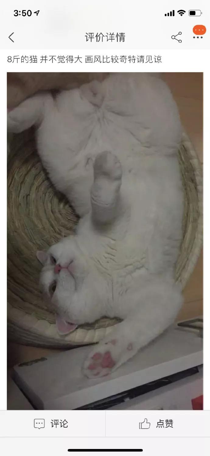 一到夏天，鸡窝的买家秀全是猫